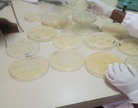 Bacteriology
